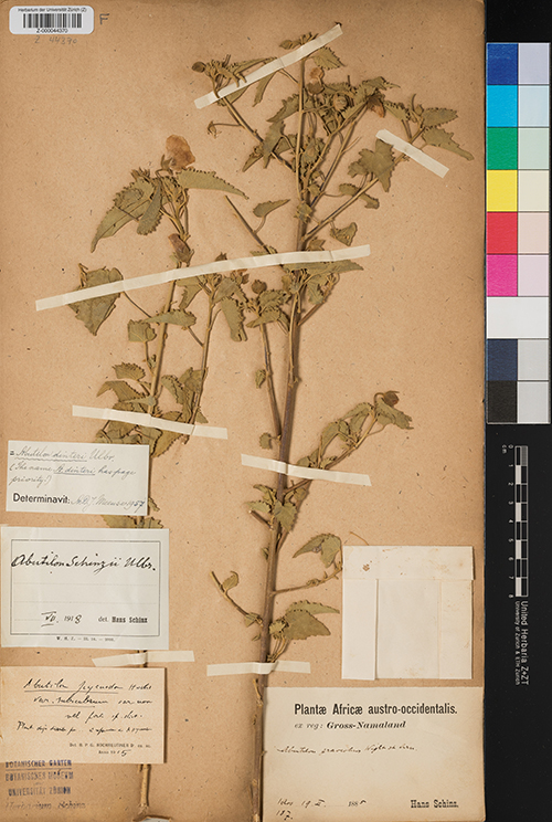 Abutilon dinteri